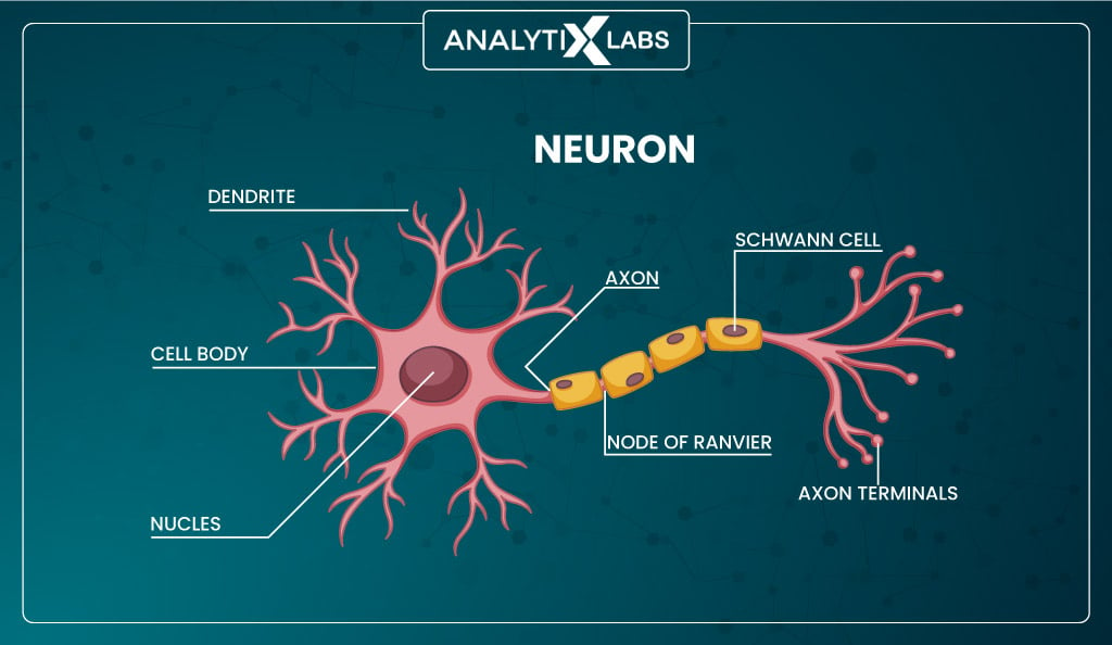 human neuron